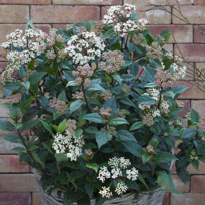 Kalina modroplodá 'Ladybird' výška 40/60cm, květináč 4,5 litru-0