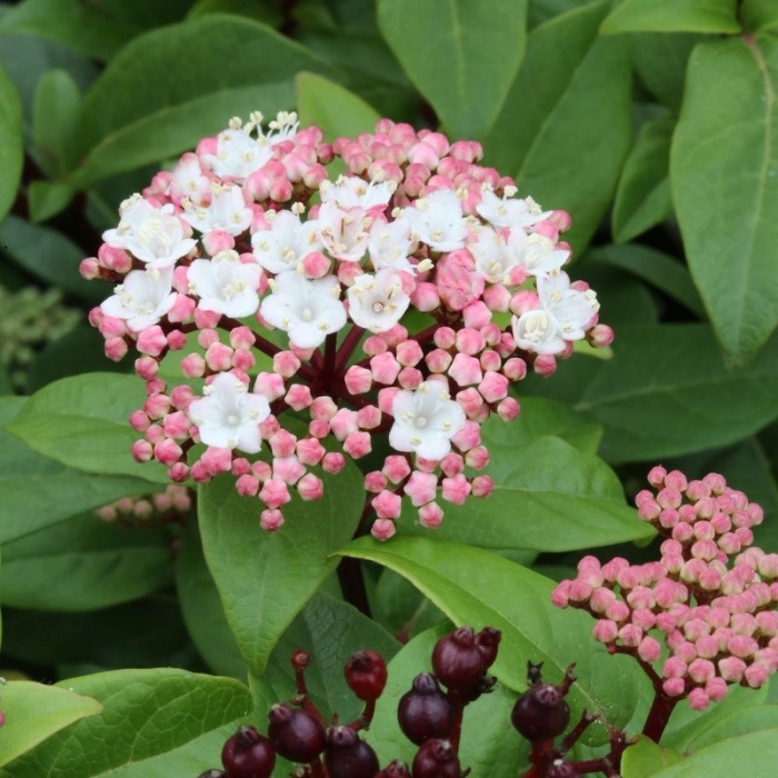 Kalina modroplodá 'Ladybird' výška 40/60cm, květináč 4,5 litru-1