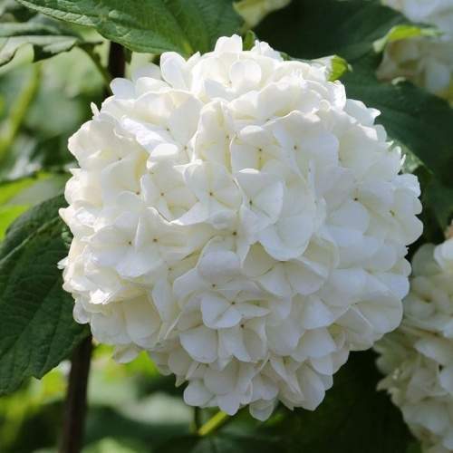 Rostliny - Kalina obecná Roseum květináč 2,5 litru, výška 20/30cm, keř