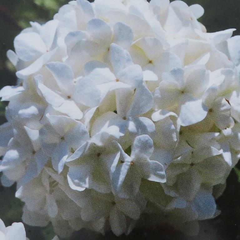 Rostliny - Kalina obecná Roseum květináč 5 litrů, výška 40/50cm, keř