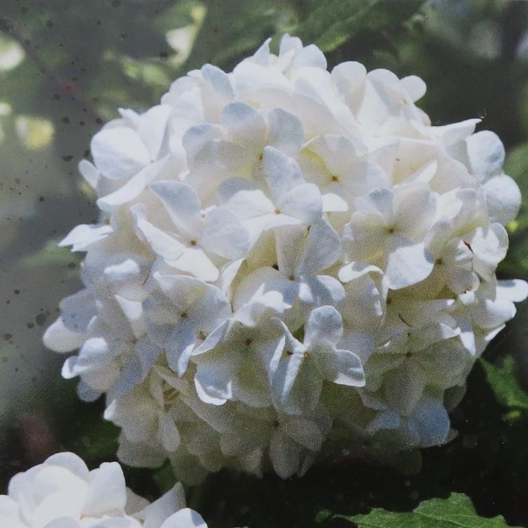 Živé ploty - Kalina obecná 'Roseum' květináč 7,5 litru, výška 60/80cm, keř