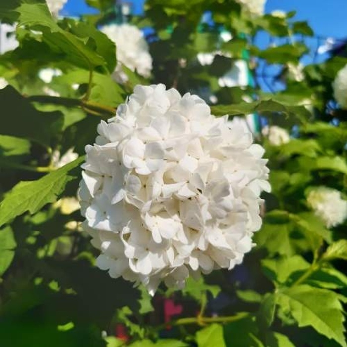 Rostliny - Kalina obecná 'Roseum' výška 100/125cm, květináč 12 litrů