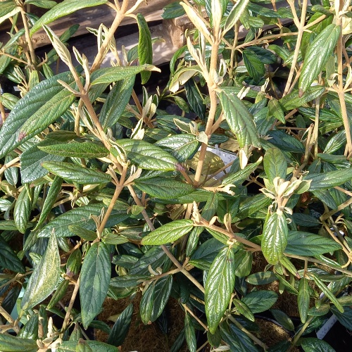 Stálezelené keře - Kalina Pragense výška 40/50cm, 2,5 litru