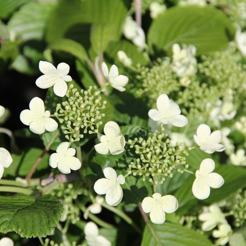 Rostliny - Kalina řasnatá (japonská) Mariesii květináč 10 litrů