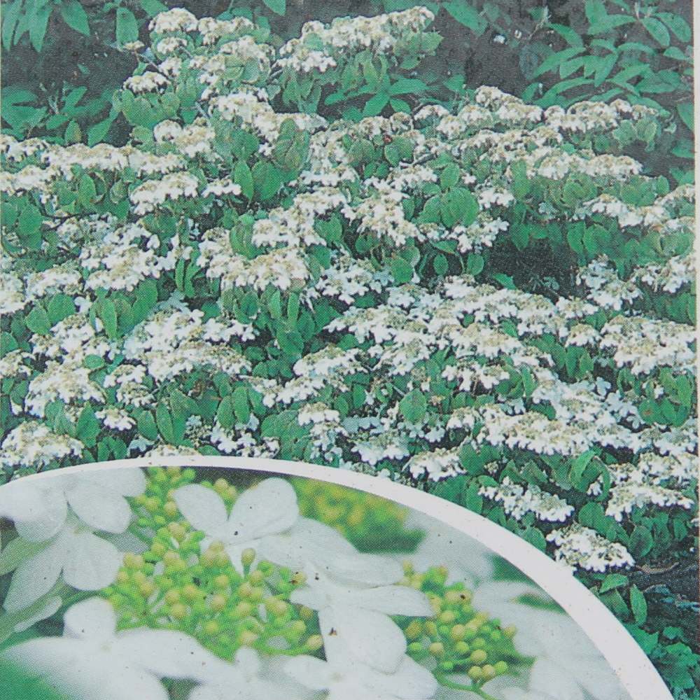 Keře okrasné květem - Kalina řasnatá Mariesii květináč 2,5 litru, výška 40/60cm, keř