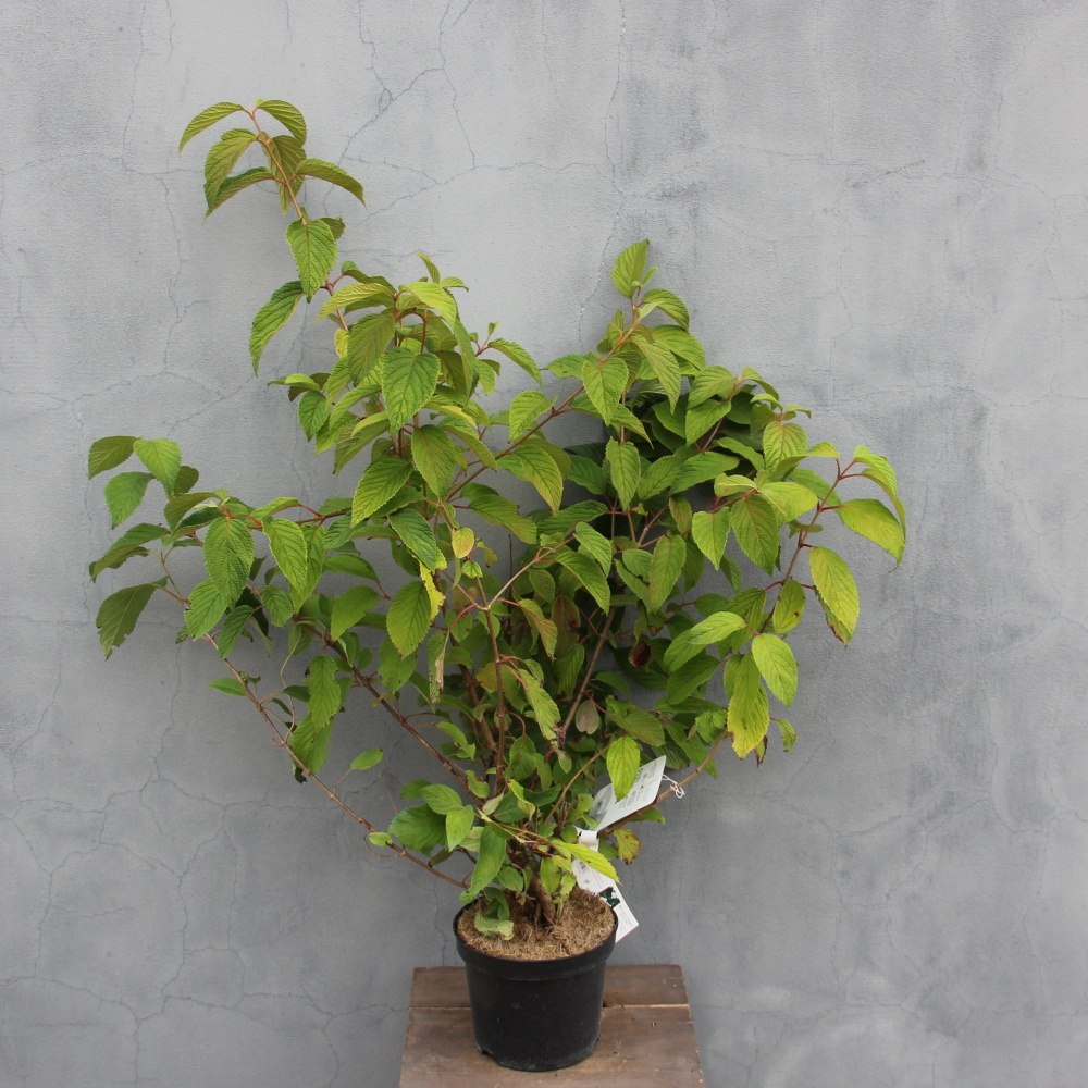 Kalina řasnatá Mariesii květináč 2,5 litru, výška 40/60cm, keř-0