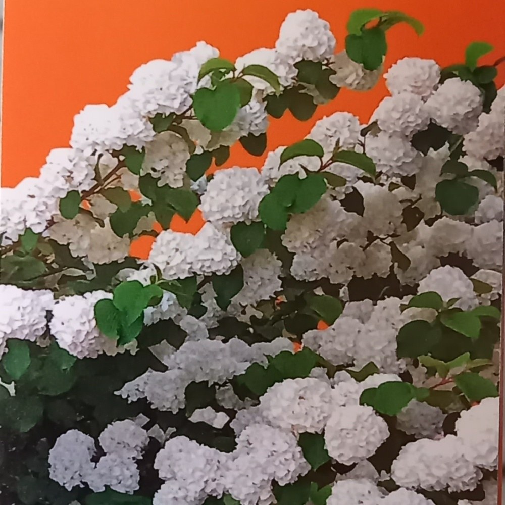 Kalina řasnatá Opening Day výška 40/60cm, květináč 5 litrů-0