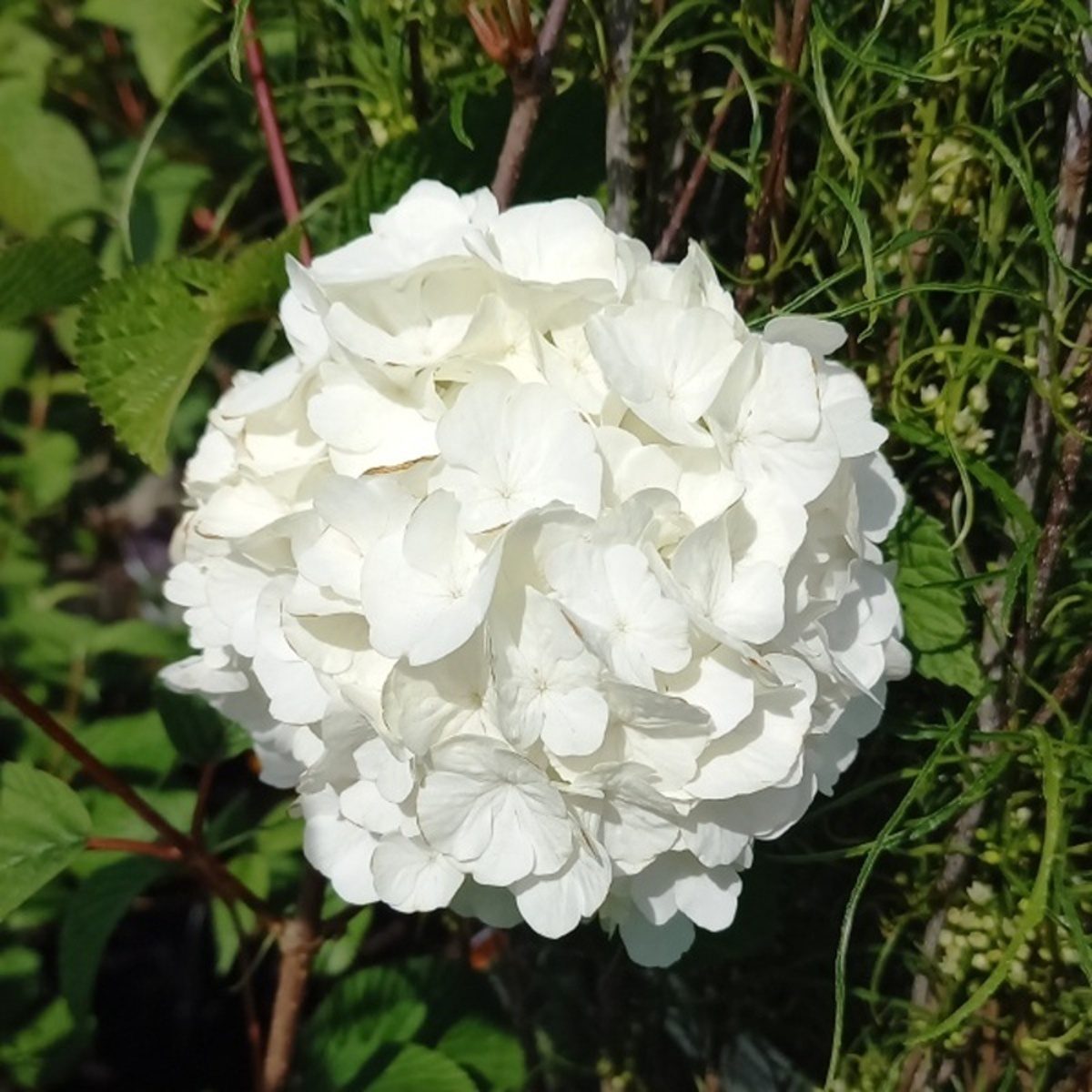 Keře okrasné květem - Kalina řasnatá Opening Day výška 60/80cm, květináč 15 litrů