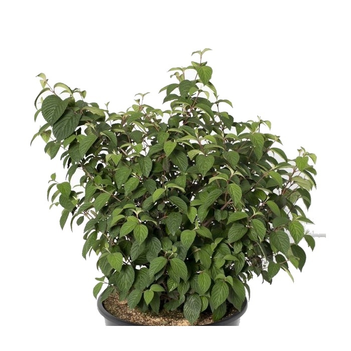 Kalina řasnatá 'Opening Day' výška 80/100cm, květináč 45 litrů-0