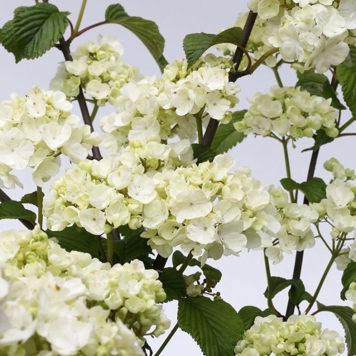 Rostliny - Kalina řasnatá 'Popcorn' výška 100/125cm, květináč 12 litrů