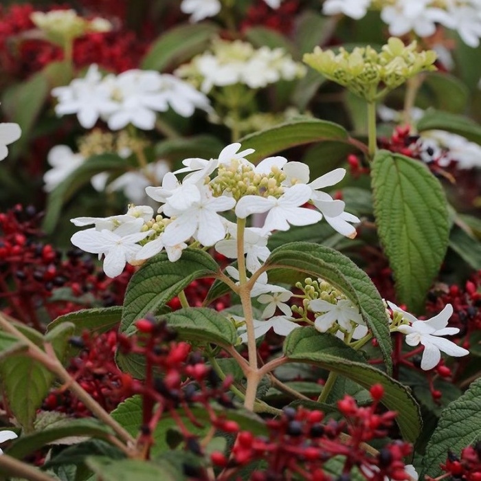 Keře okrasné květem - Kalina řasnatá 'Watanabe' květináč 10 litrů, výška 60/80cm, keř