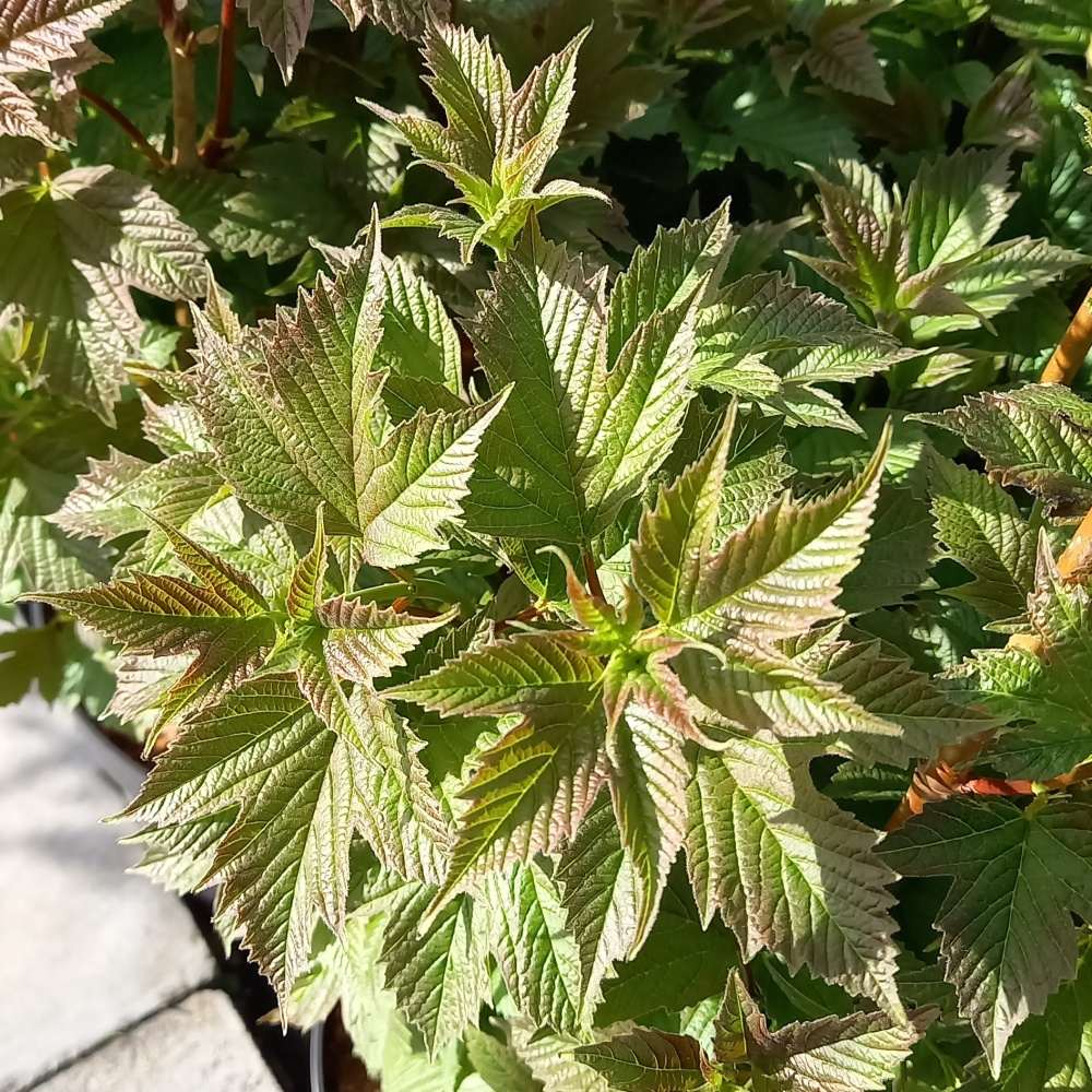 Keře okrasné listem - Kalina trojlaločná Bailey Compact výška 40/50cm, květináč 6 litrů