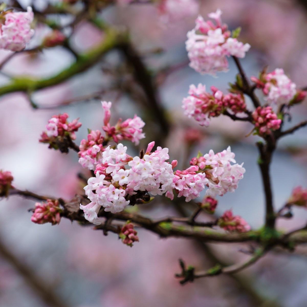 Keře okrasné květem - Kalina vonná výška 20/30cm, květináč 2,5 litru