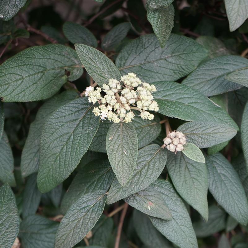 Stálezelené keře - Kalina vrásčitolistá výška 30/40cm, květináč 5 litrů