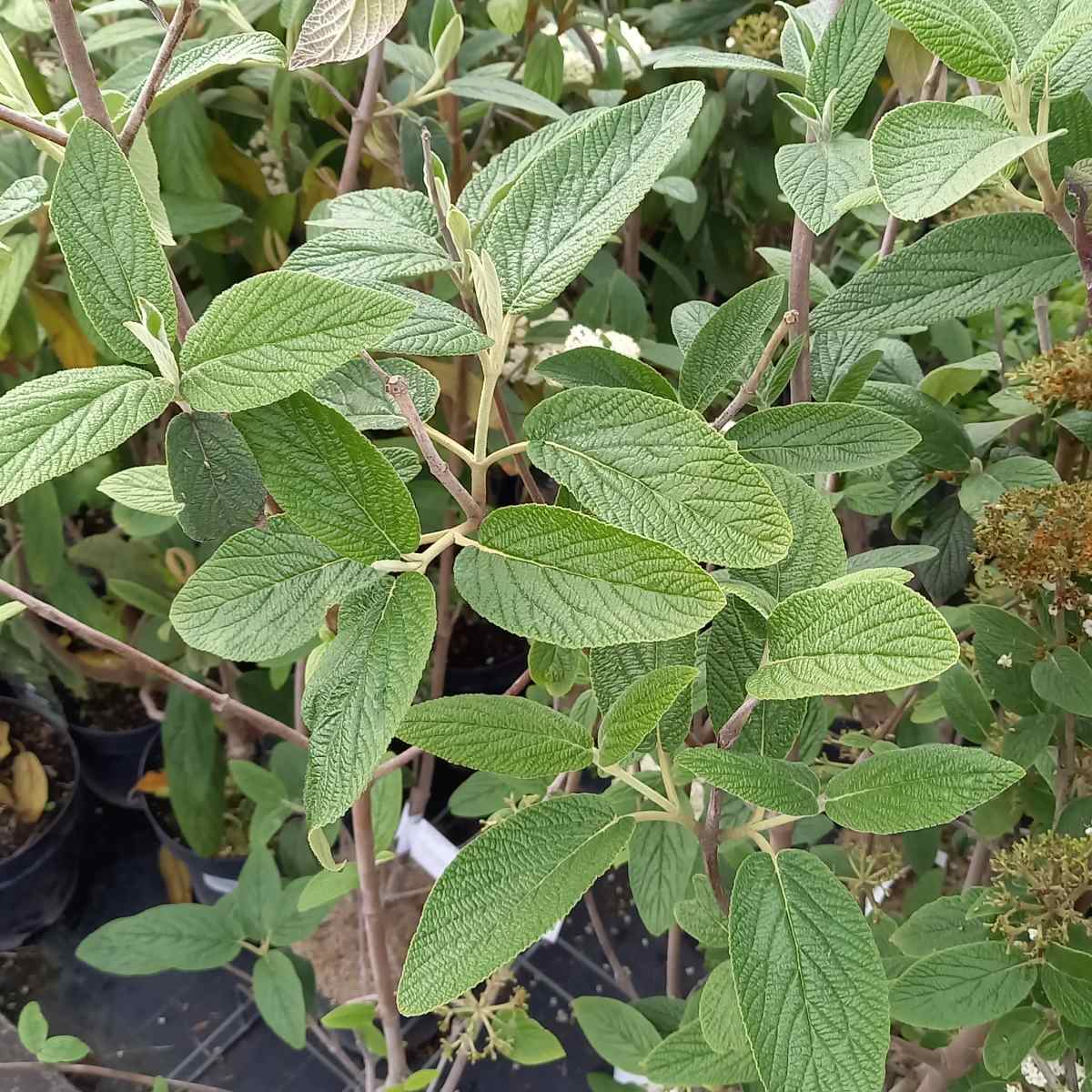 Keře okrasné listem - Kalina vrásčitolistá Willowwood výška 20/30cm, květináč 2,5 litru