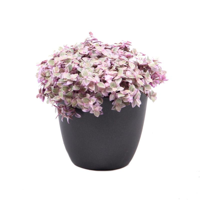 Okrasné pokojové rostliny - Kalísie květináč 10,5cm