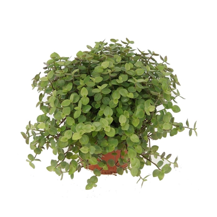 Rostliny pro domácí mazlíčky - Kalísie květináč 12cm