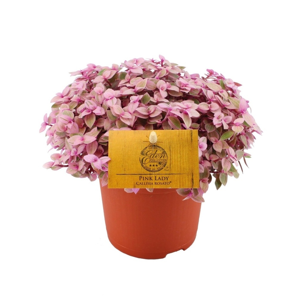 Okrasné pokojové rostliny - Kalísie Pink Lady květináč 10,5cm