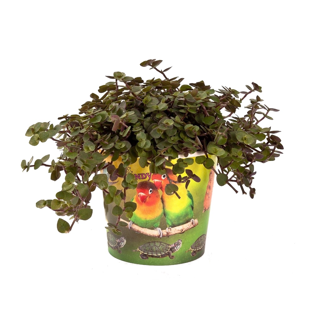 Rostliny pro domácí mazlíčky - Kalisie PRO ZVÍŘATA 12cm květináč