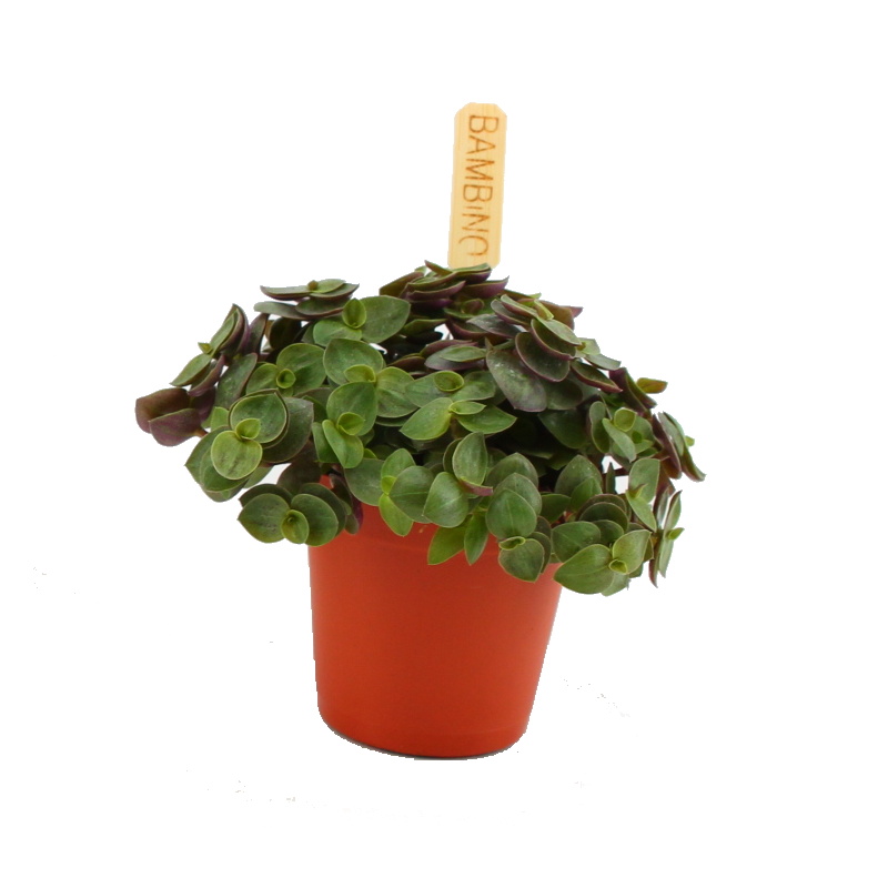 Okrasné pokojové rostliny - Kalísie Turtle květináč 6cm