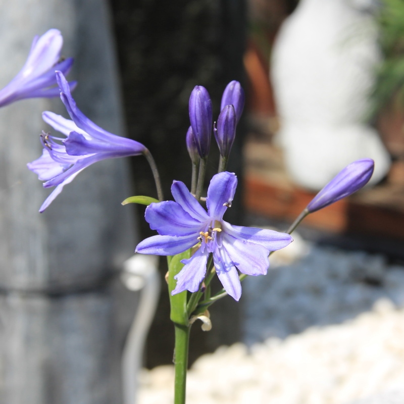 Nádobové květiny - Kalokvět 18cm