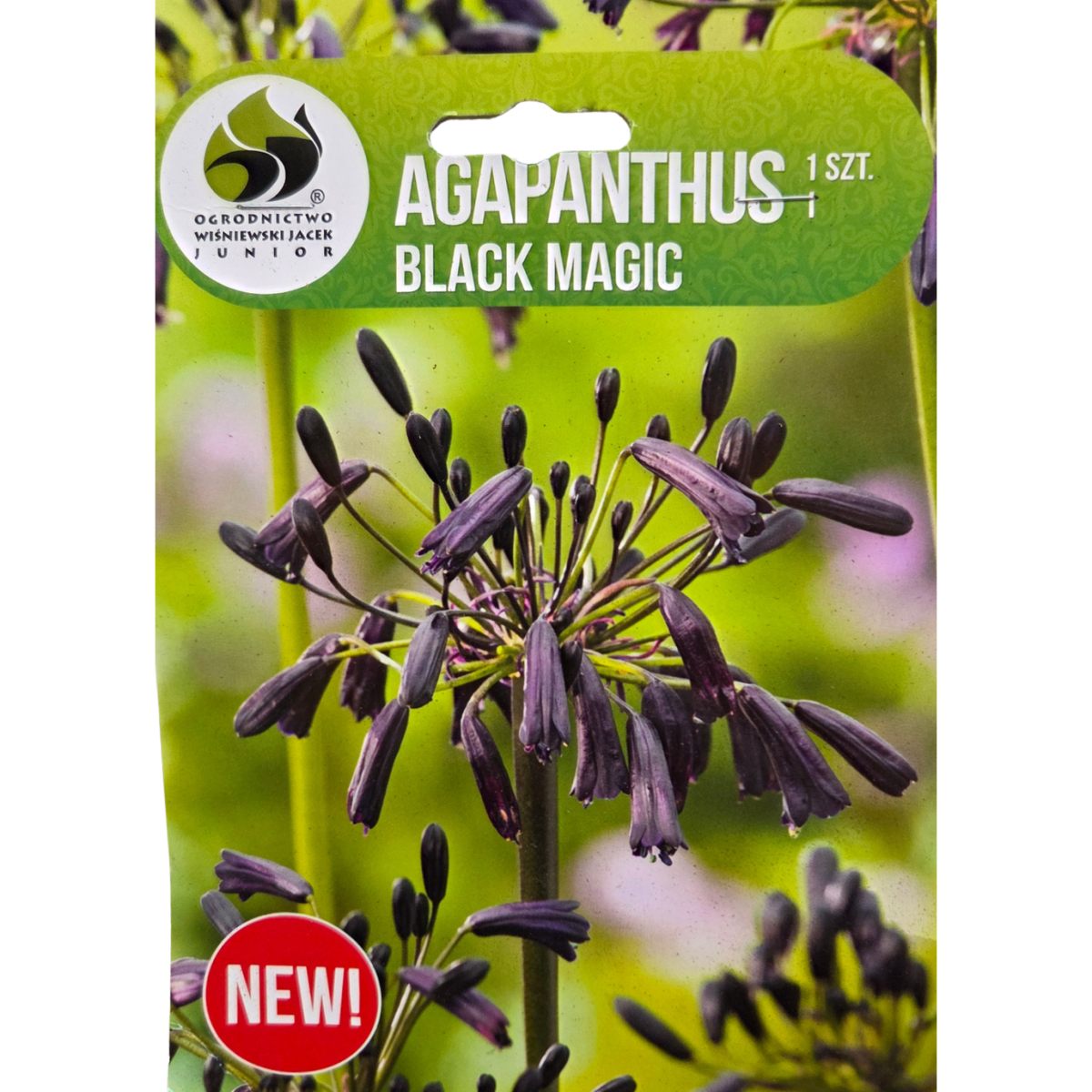 Ostatní jarní cibuloviny - Kalokvět Black Magic 1ks