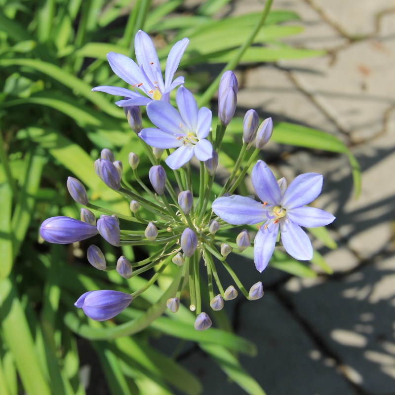 Nádobové květiny - Kalokvět 'Blue Storm' 10 litrů