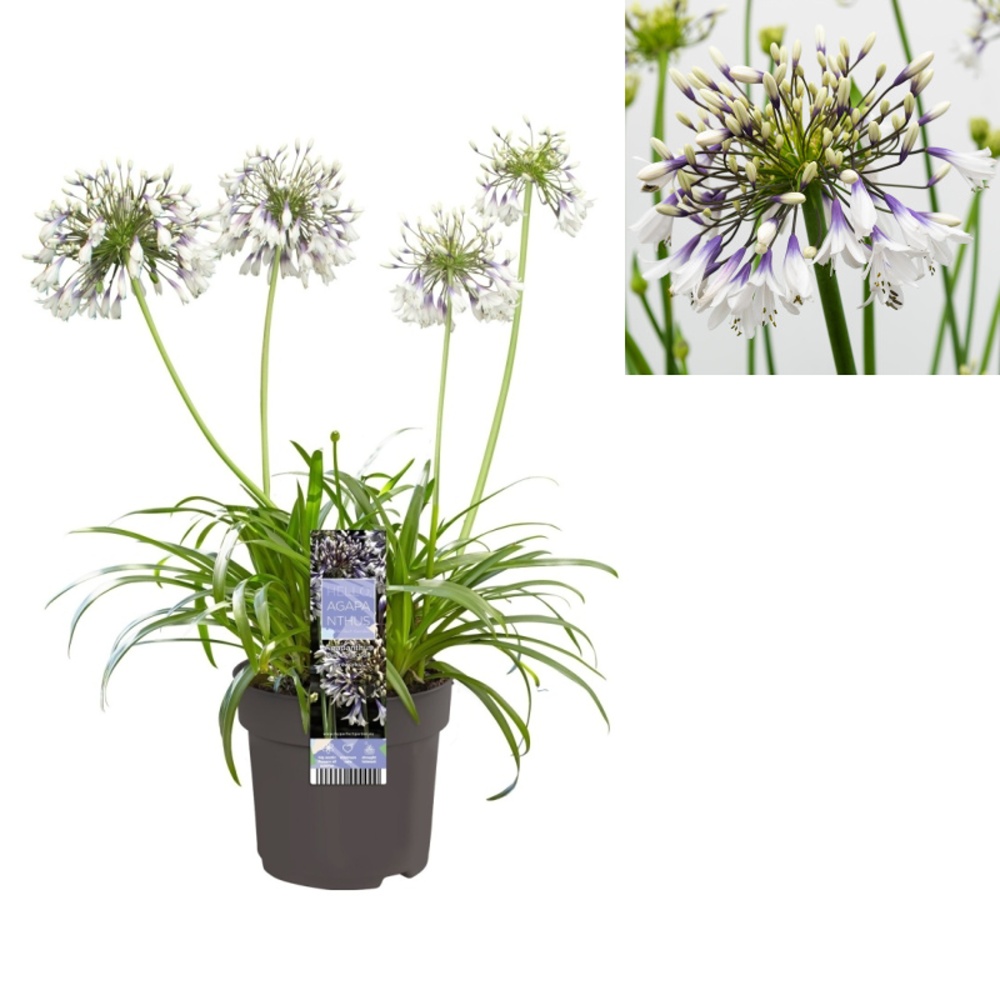 Nádobové květiny - Kalokvět 'Fireworks' květináč 5 litrů