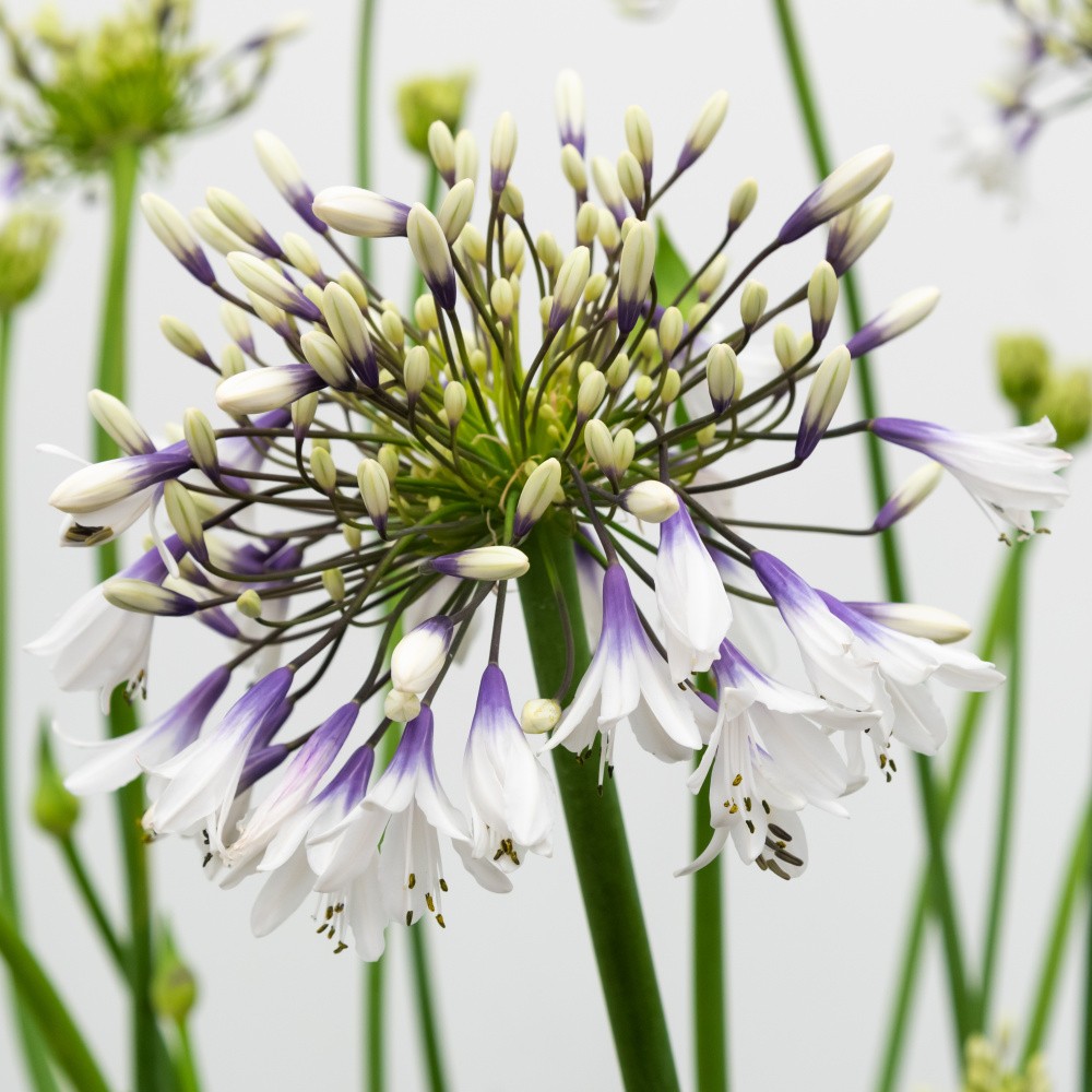 Kalokvět 'Fireworks' květináč 5 litrů-0