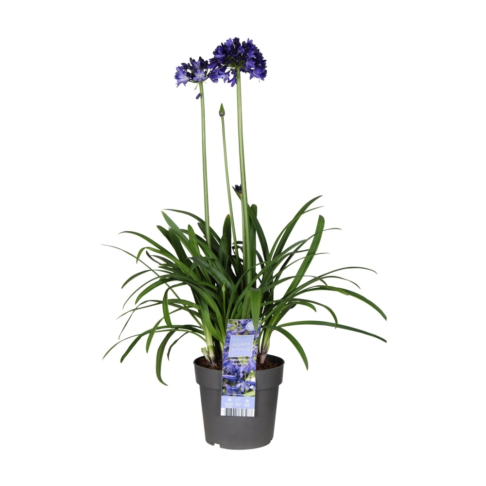 Nádobové květiny - Kalokvět 'Midnight Sky' květináč 5 litrů