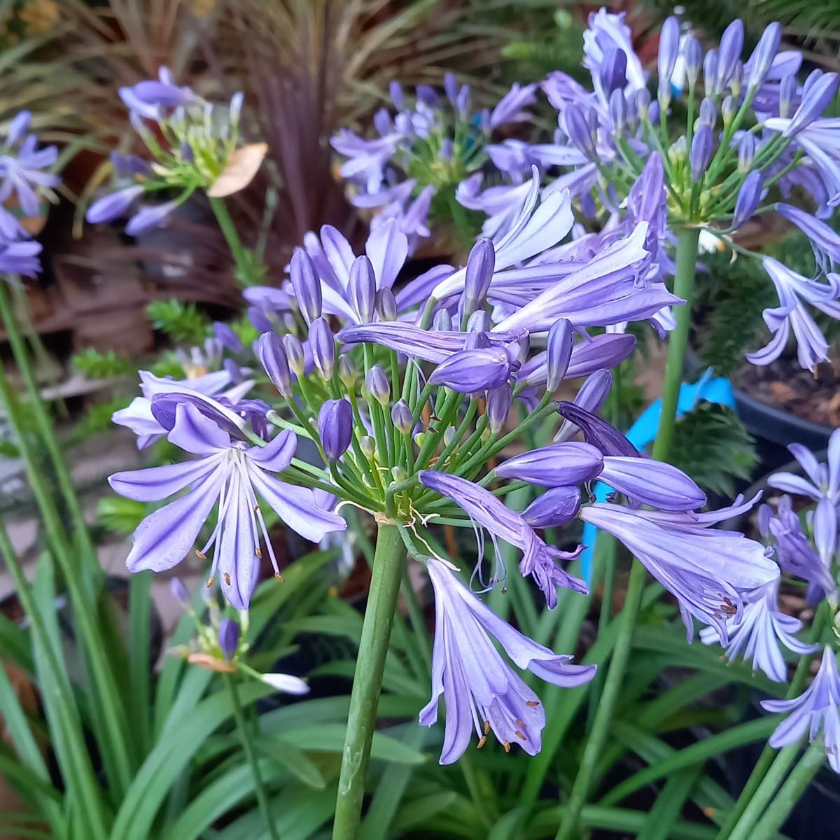 Nádobové květiny - Kalokvět mix, květináč 5 litrů