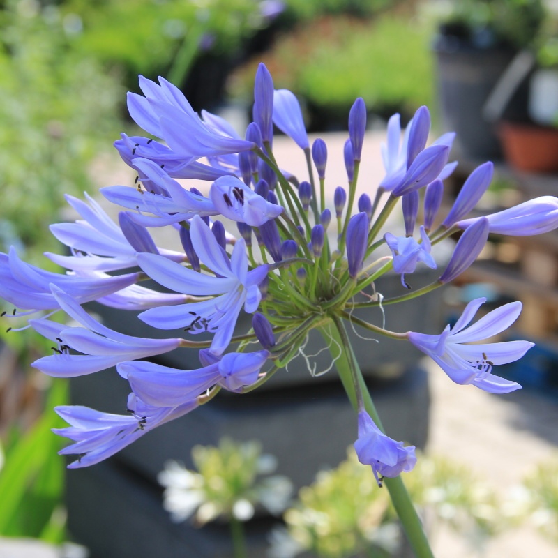 Nádobové květiny - Kalokvět modrý 10 litrů