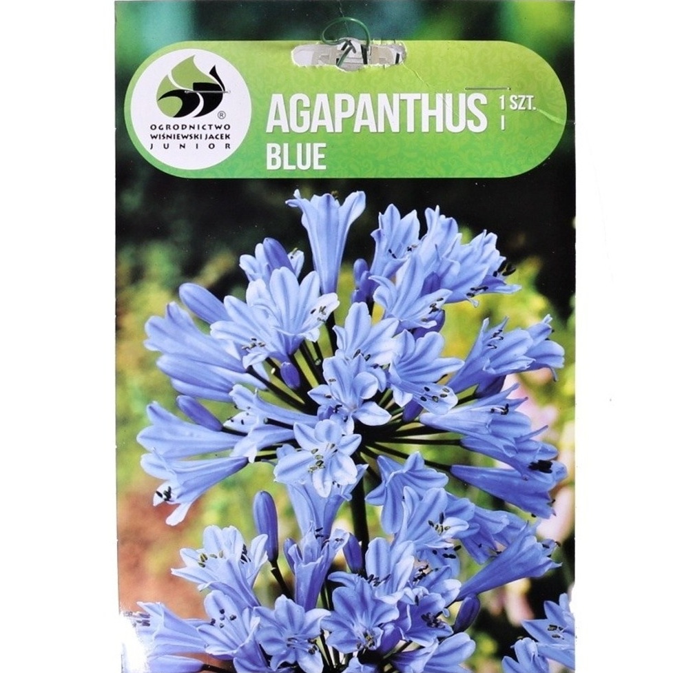 Ostatní jarní cibuloviny - Kalokvět modrý 1ks