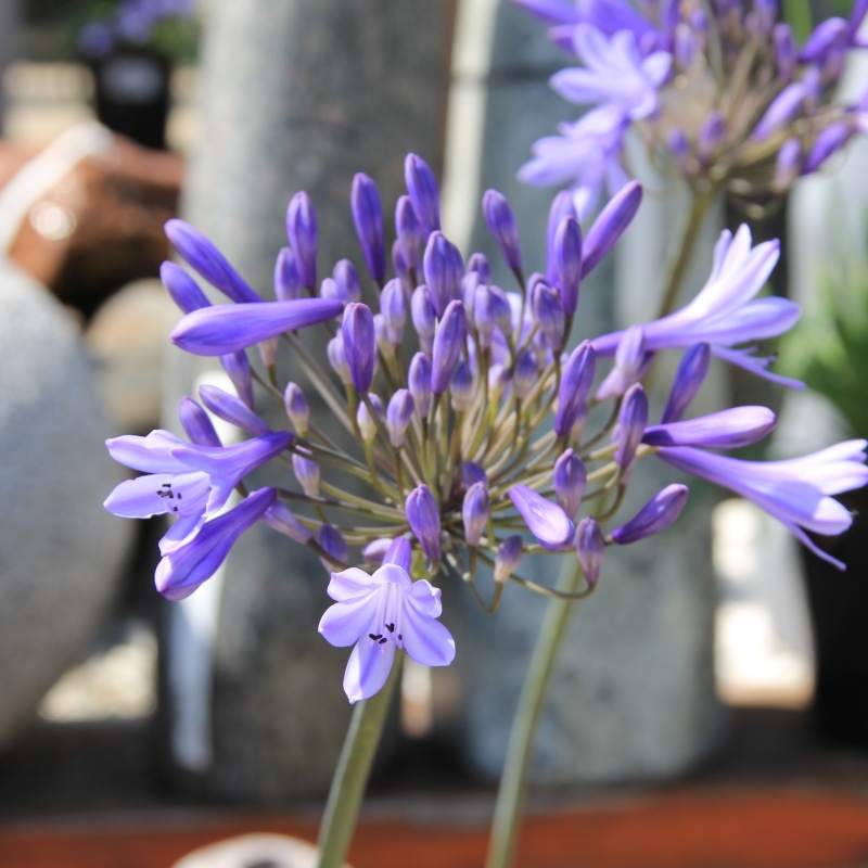 Nádobové květiny - Kalokvět 'Orientalis' 21cm