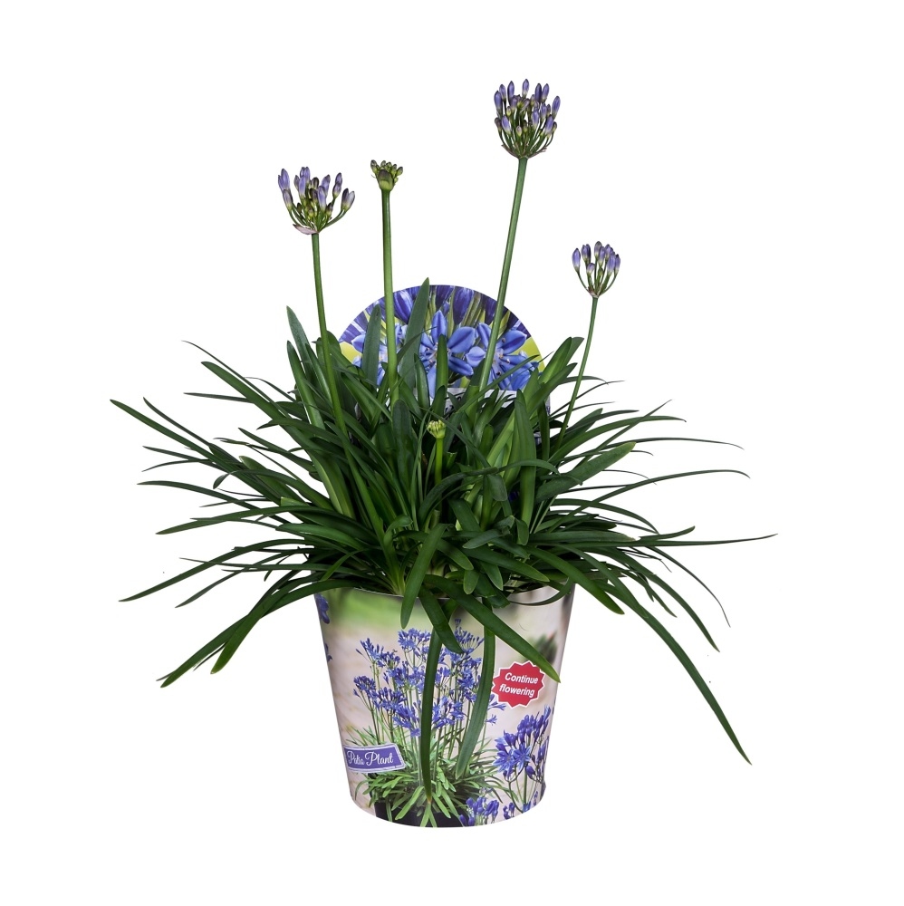 Nádobové květiny - Kalokvět 'Summer Love Blue' květináč 2 litry