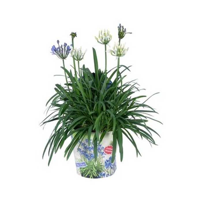 Nádobové květiny - Kalokvět 'Summer Love Duo' květináč 3 litry