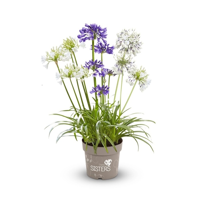 Nádobové květiny - Kalokvět 'Three Sisters'® květináč 6 litrů