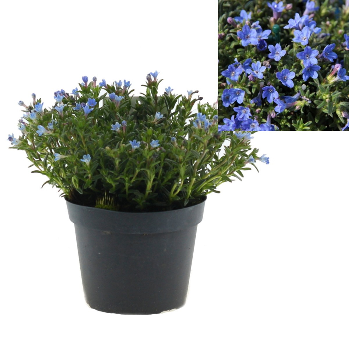 Na slunce - Kamejka Heavenly Blue 1,5 litru