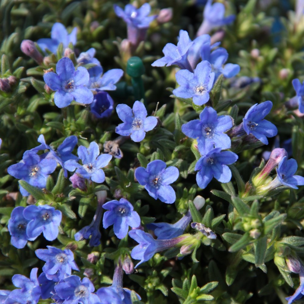 Kamejka Heavenly Blue 1,5 litru-0