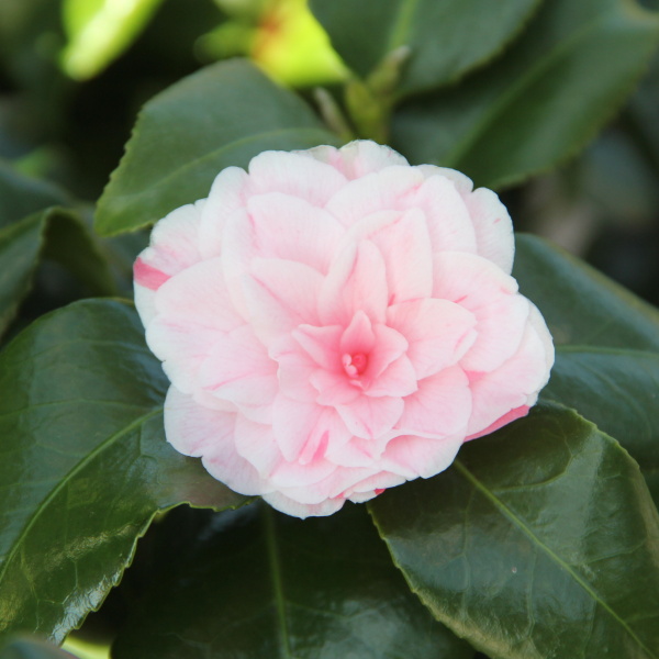 Nádobové květiny - Kamélie japonská 13cm mix