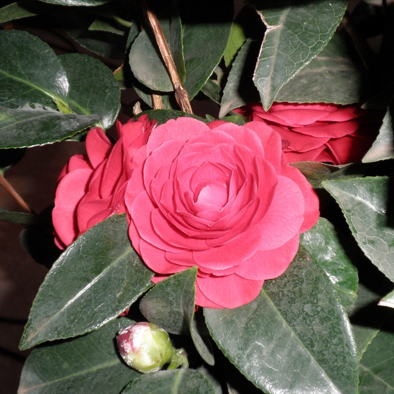 Nádobové květiny - Kamélie japonská 15cm