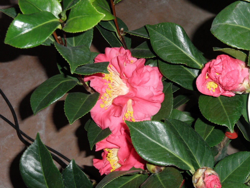 Kamélie japonská 15cm-0