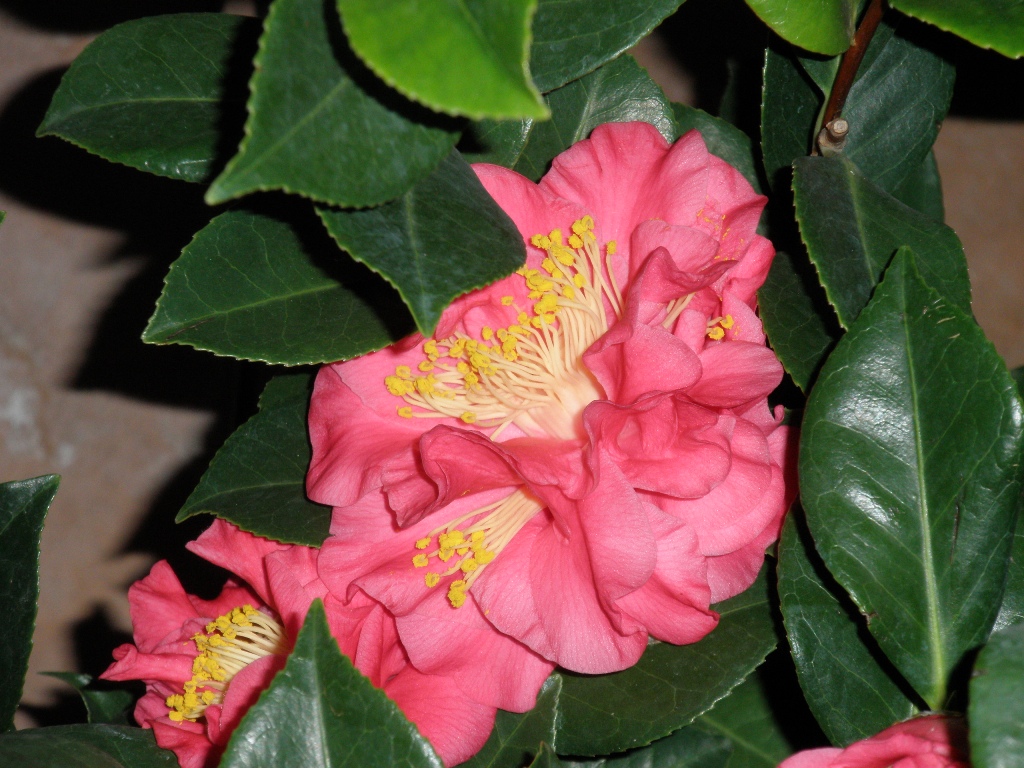 Kamélie japonská 15cm-1