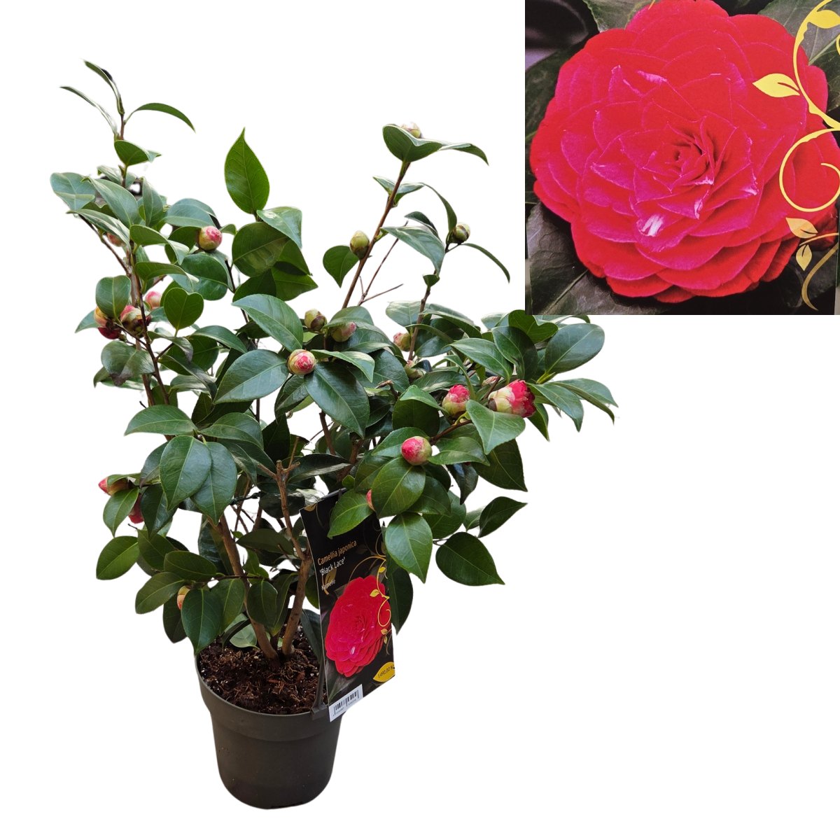 Nádobové květiny - Kamélie japonská Black Lace květináč 3 litry