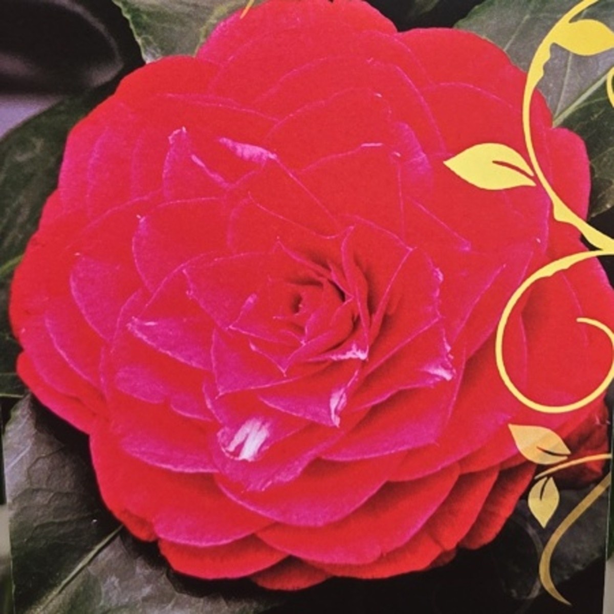 Kamélie japonská Black Lace květináč 3 litry-0