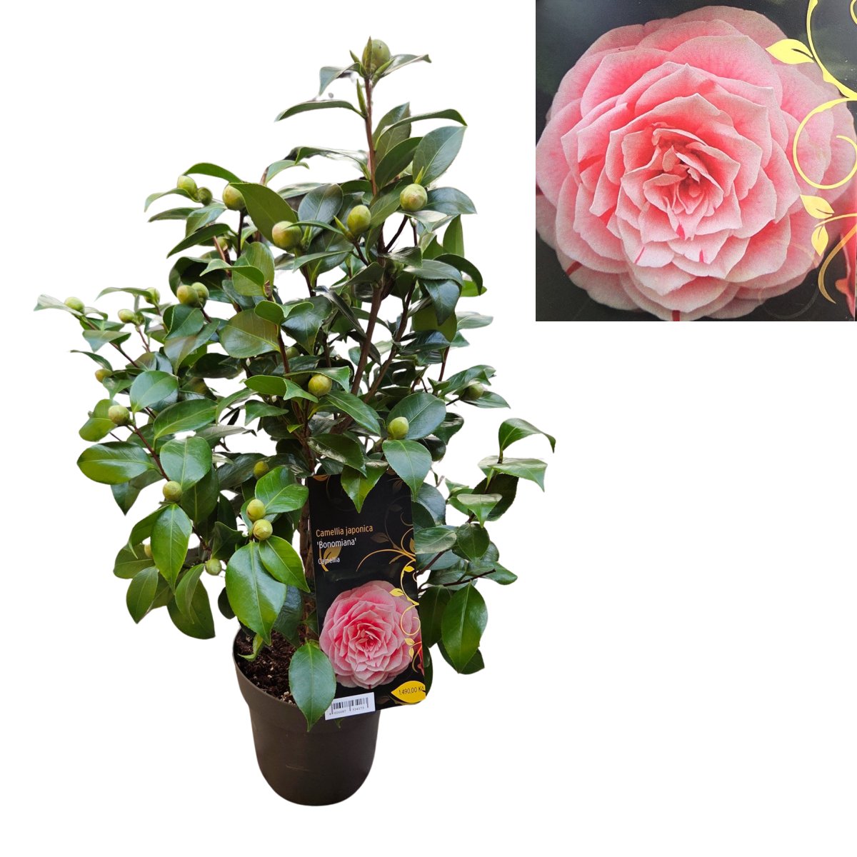Nádobové květiny - Kamélie japonská Bonomiana květináč 3 litry