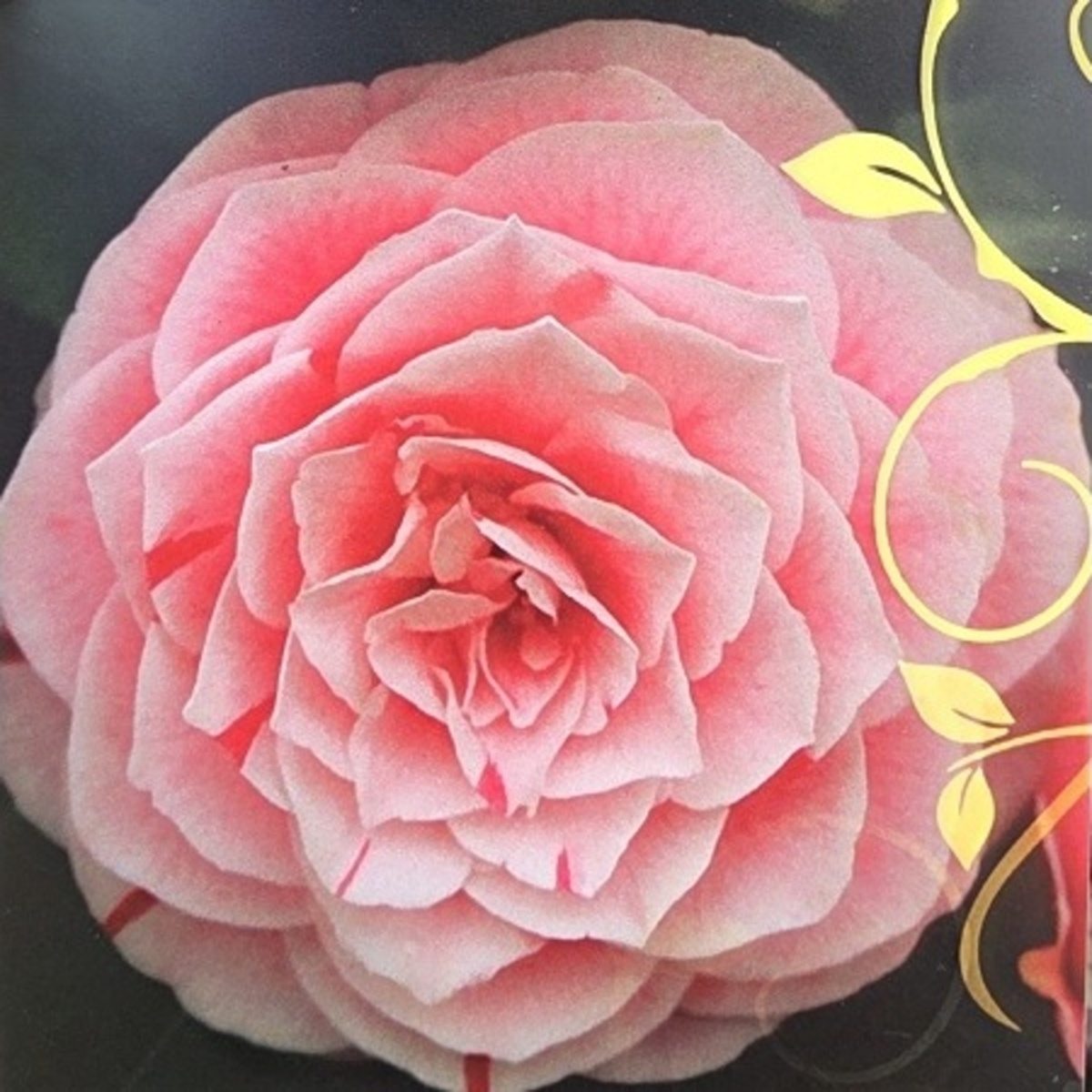 Kamélie japonská Bonomiana květináč 3 litry-0