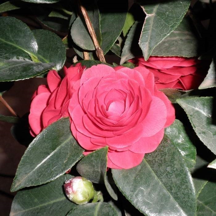 Nádobové květiny - Kamélie japonská mix 7 litrů