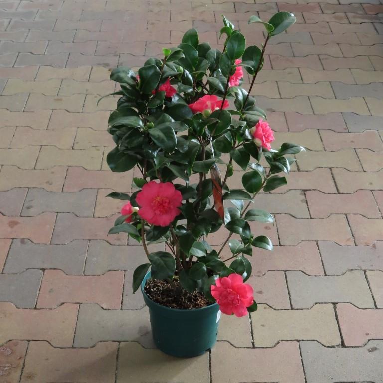 Nádobové květiny - Kamélie japonská Mix květináč 19cm