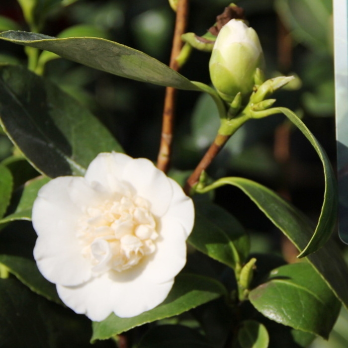 Nádobové květiny - Kamélie japonská 'Powder Puff' výška 60/70cm, květináč 5 litrů